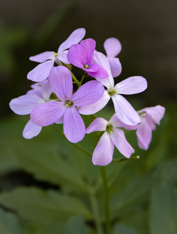 Вечерница в гостях у человека... - Валерий Басыров