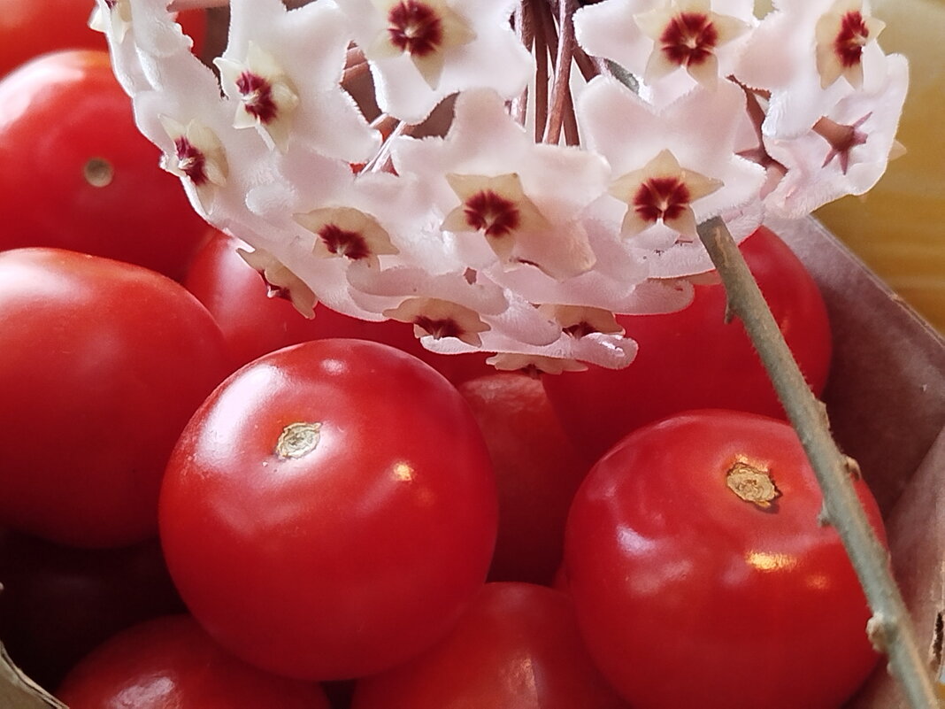 Цветы и плоды - Александр Чеботарь