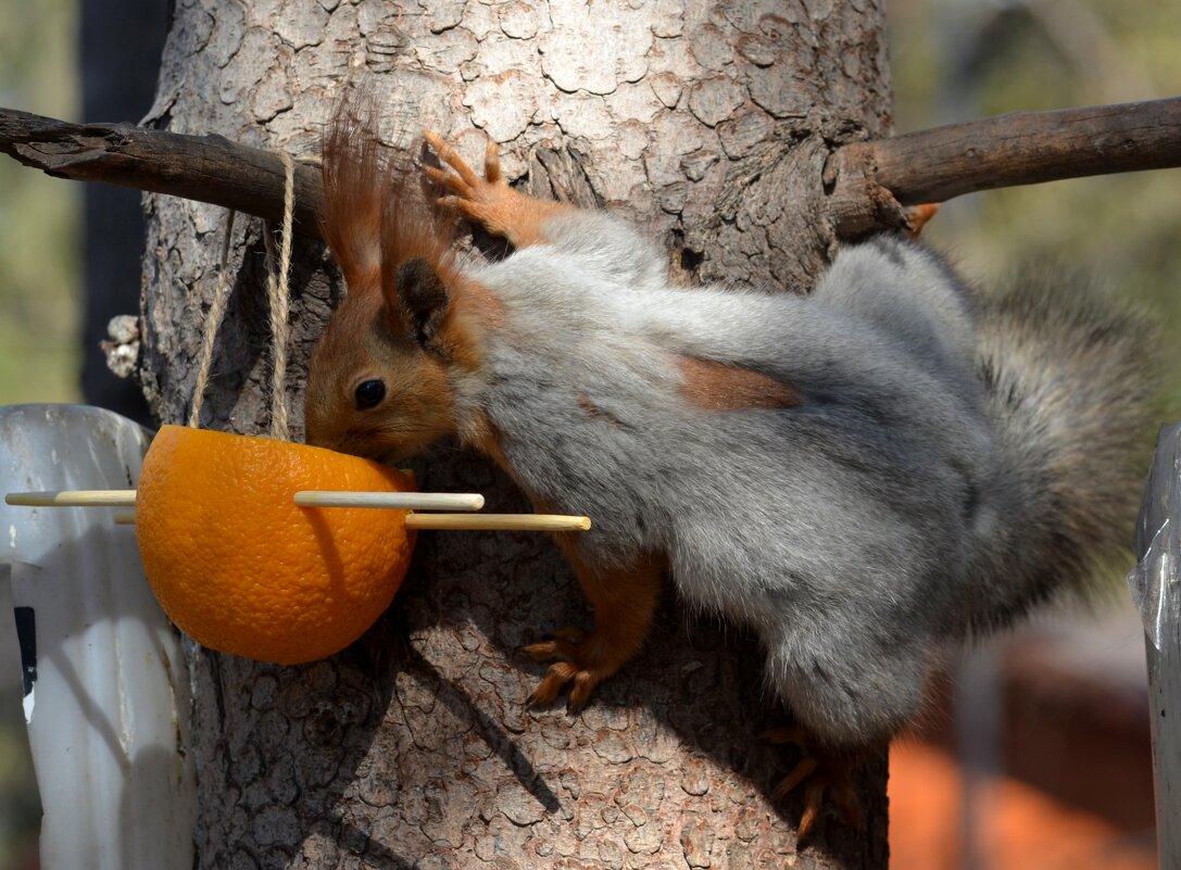 Апельсинчики - Savayr 