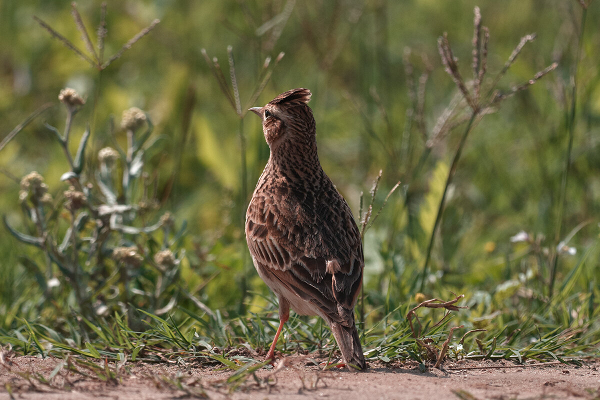 Индийский жаворонок - Yudong Liu