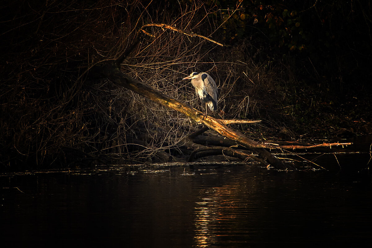 **** - Андроник Александр 