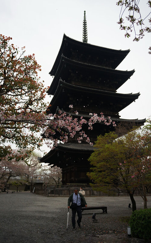 С лепестками сакуры... - Liliya 