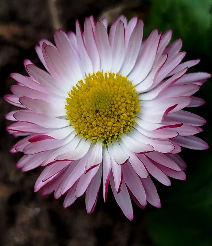 Чудесная маргаритка - светлана льдокова