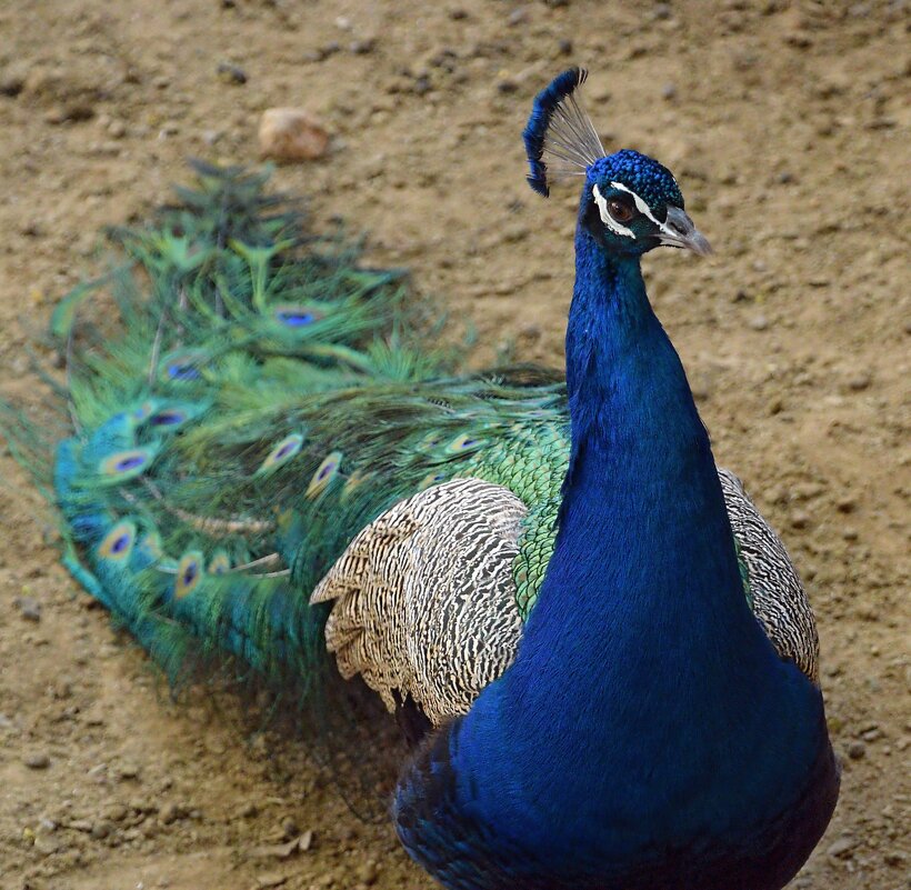 Франт - Олег 