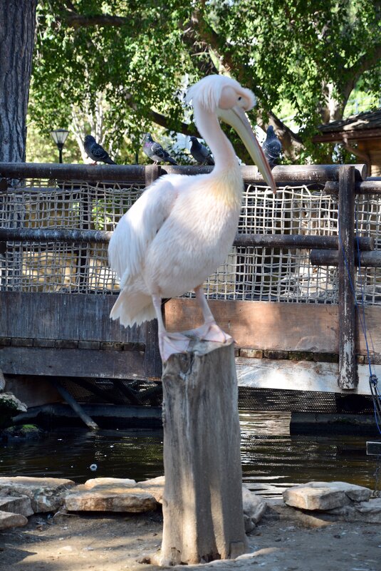 Смотрящий - Олег 