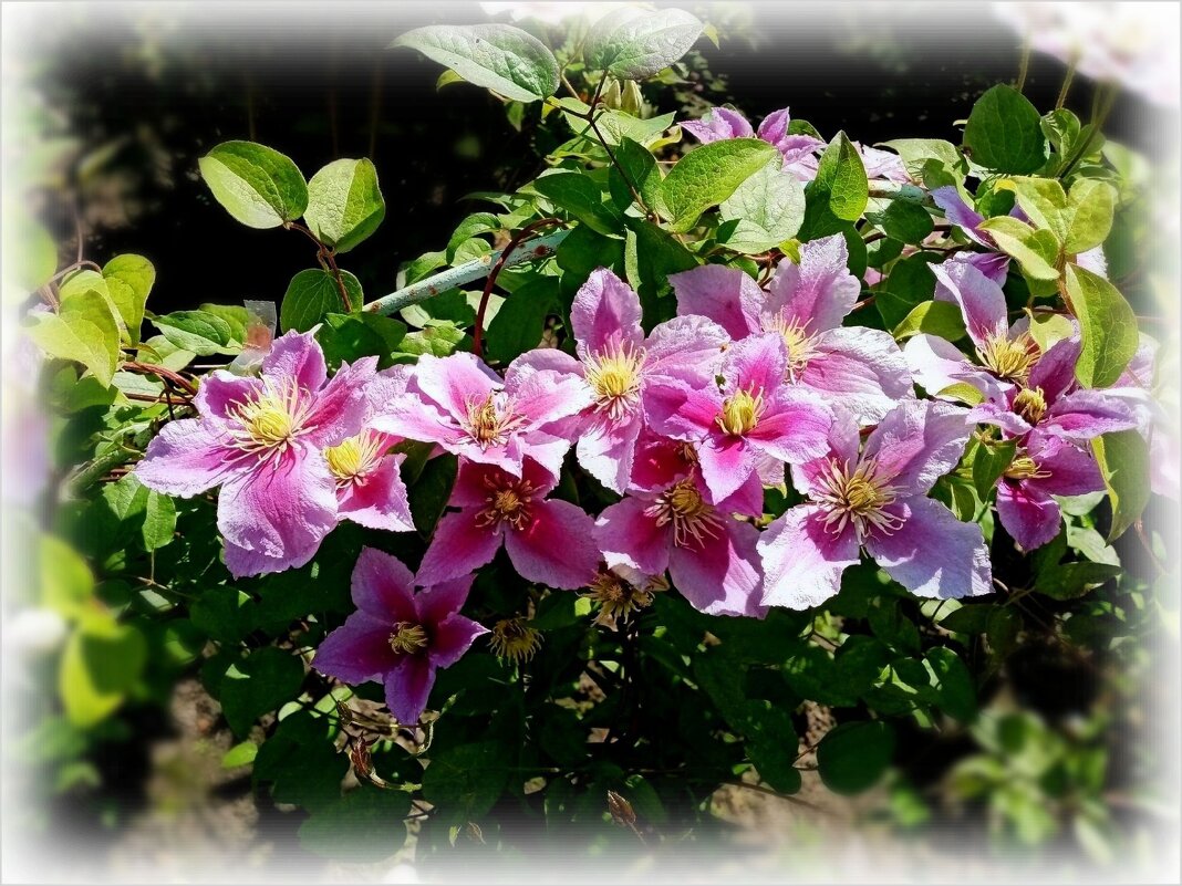 Клематис - Елена Сухорученкова