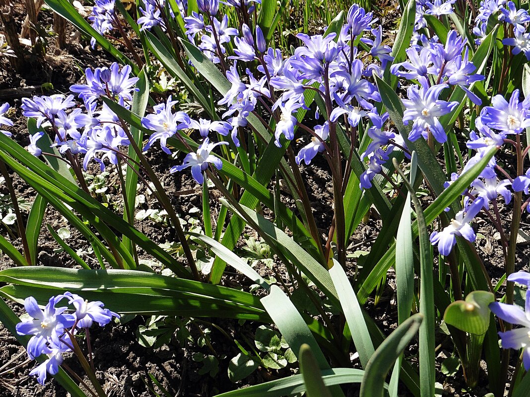 Хионодокса. Москва. Аптекарский огород - Лидия Бусурина