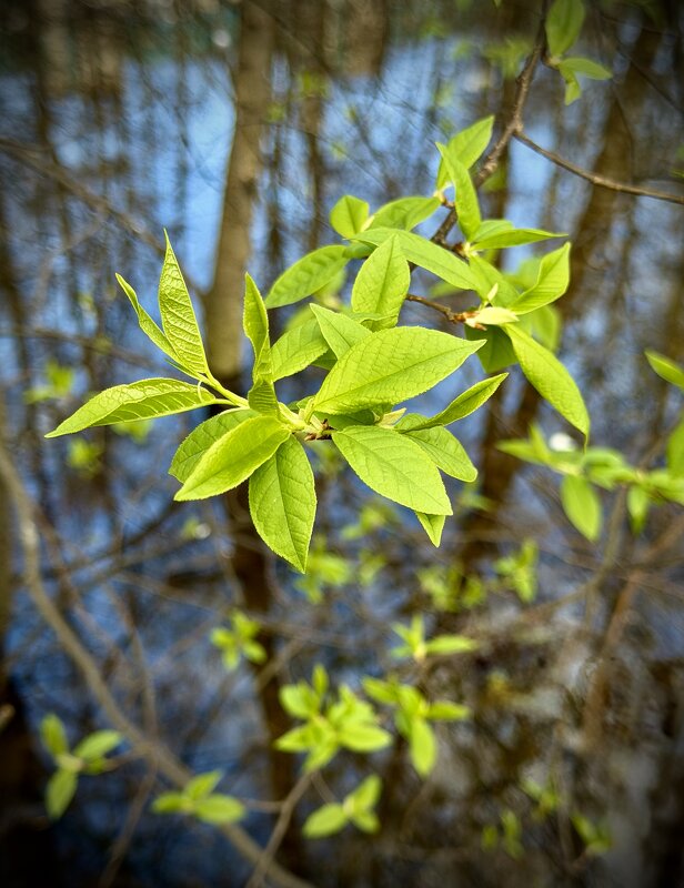 Зелень черемухи - Любовь Зелень черемухи - Любовь