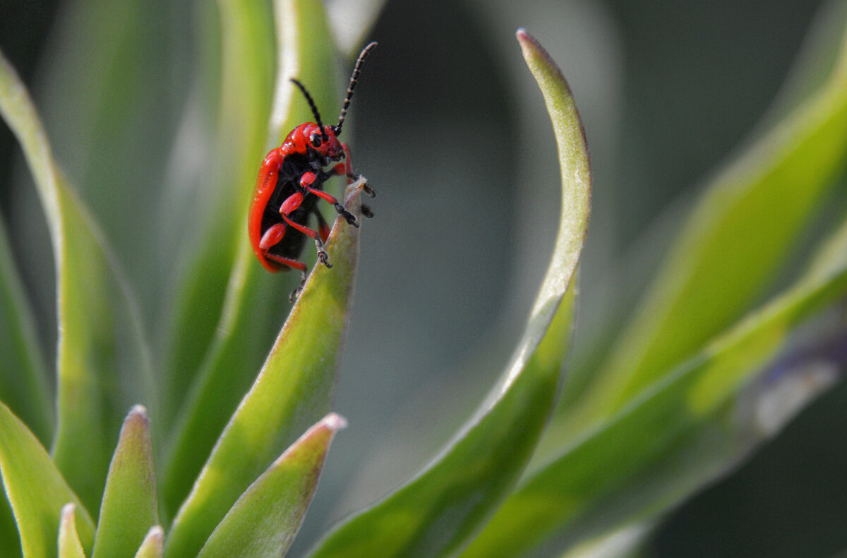 Лилейная трещалка - Надежда Куркина 