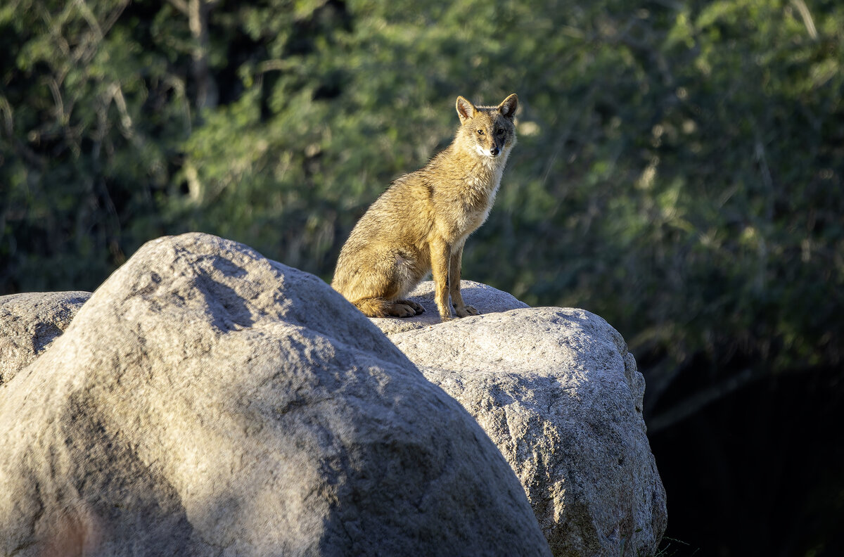 Золотистый шакал. - Alexander Amromin