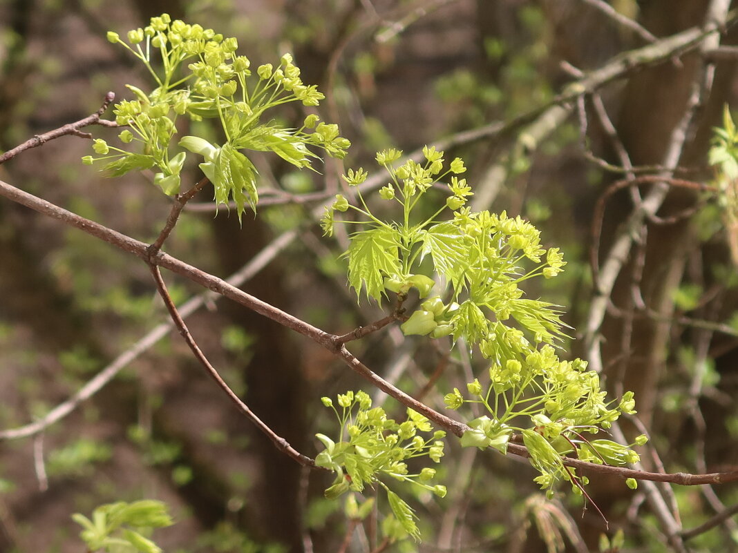 Клен цветет - Дмитрий И_