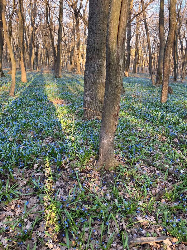 В лесу - Андрей Л. В.