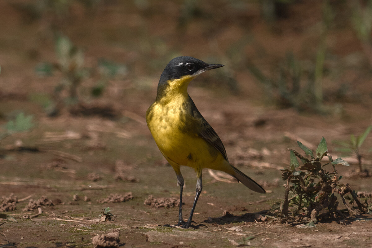Western Yellow Wagtail [flava] - Yudong Liu