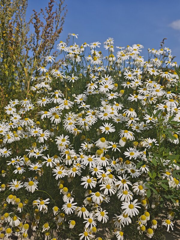 Ромашки - Александр 