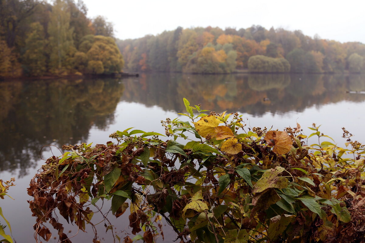 Царицыно 7 октября - Михаил Бибичков