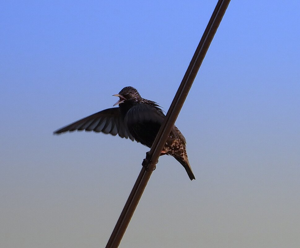 Песни скворушки. - Марина Леонидовна