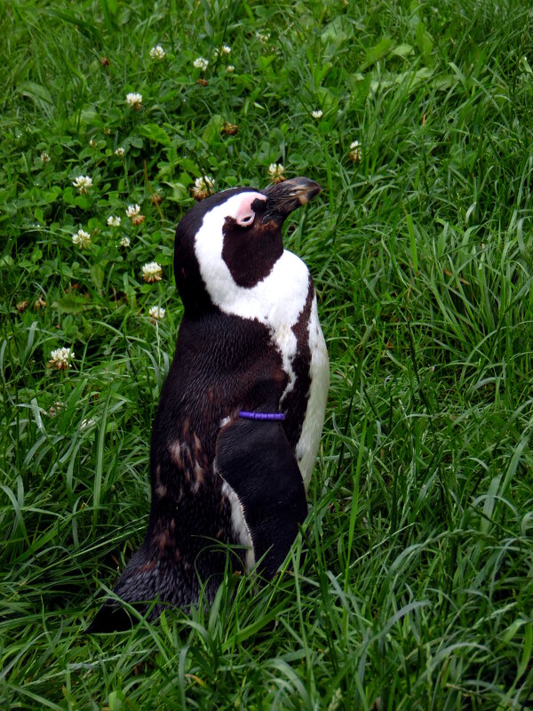 Пингвин. - nadyasilyuk Вознюк