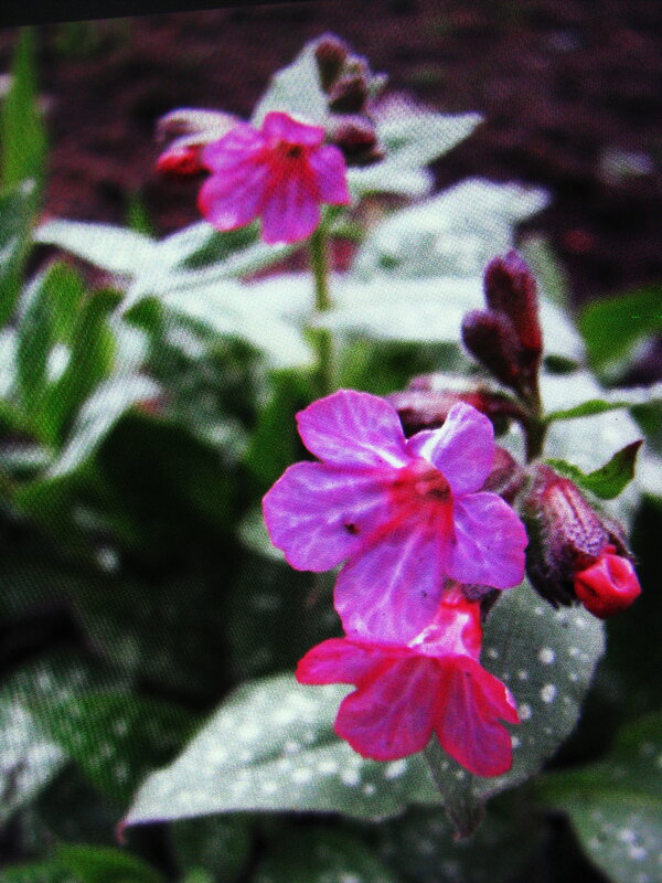 Медуница - Людмила Смородинская