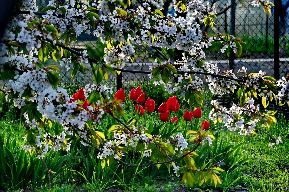 В станице... - Николай Саржанов