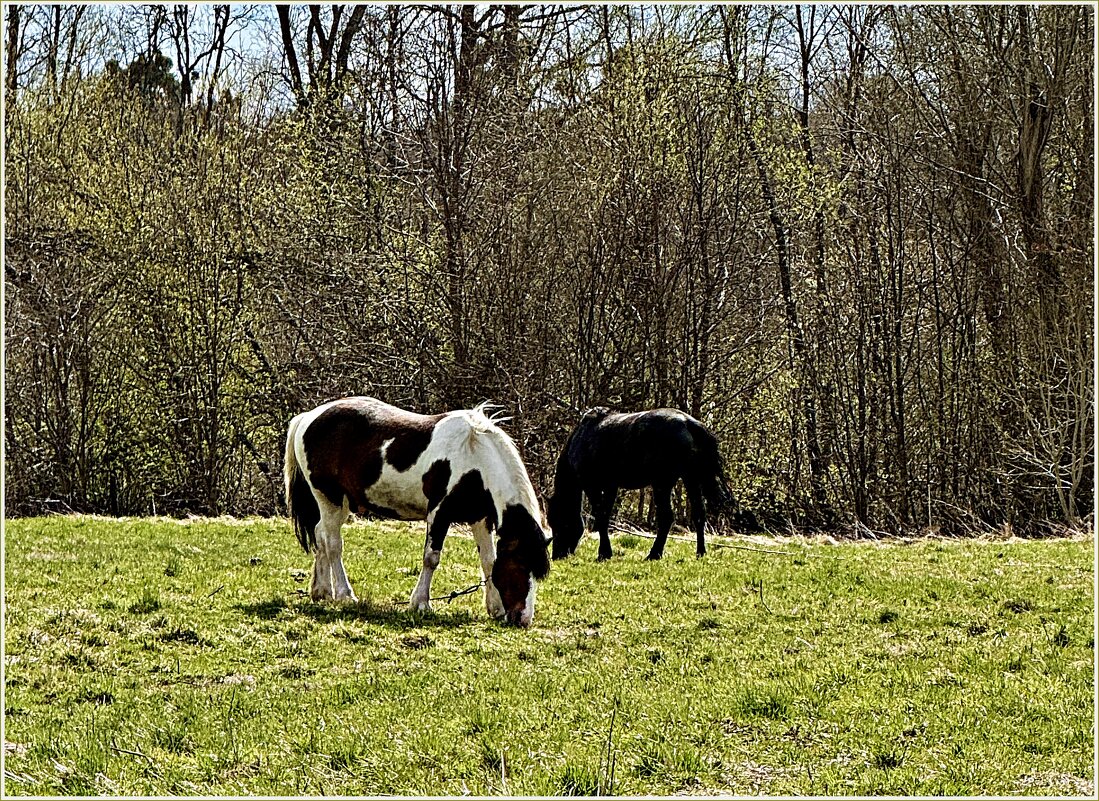 На весеннем лугу. - Валерия Комова