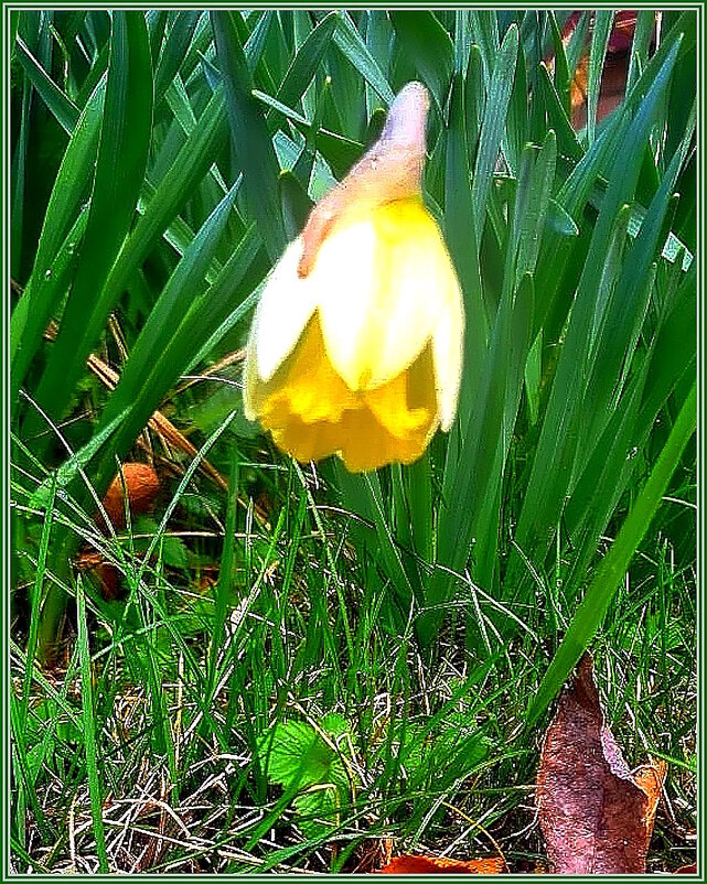 Нарцисс - Ольга Довженко