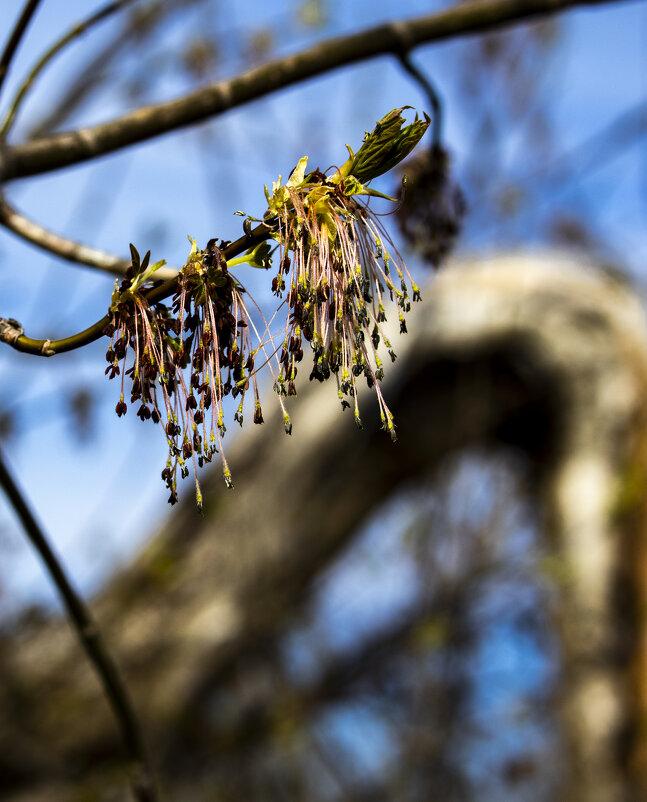 Просто весна. - Николай 