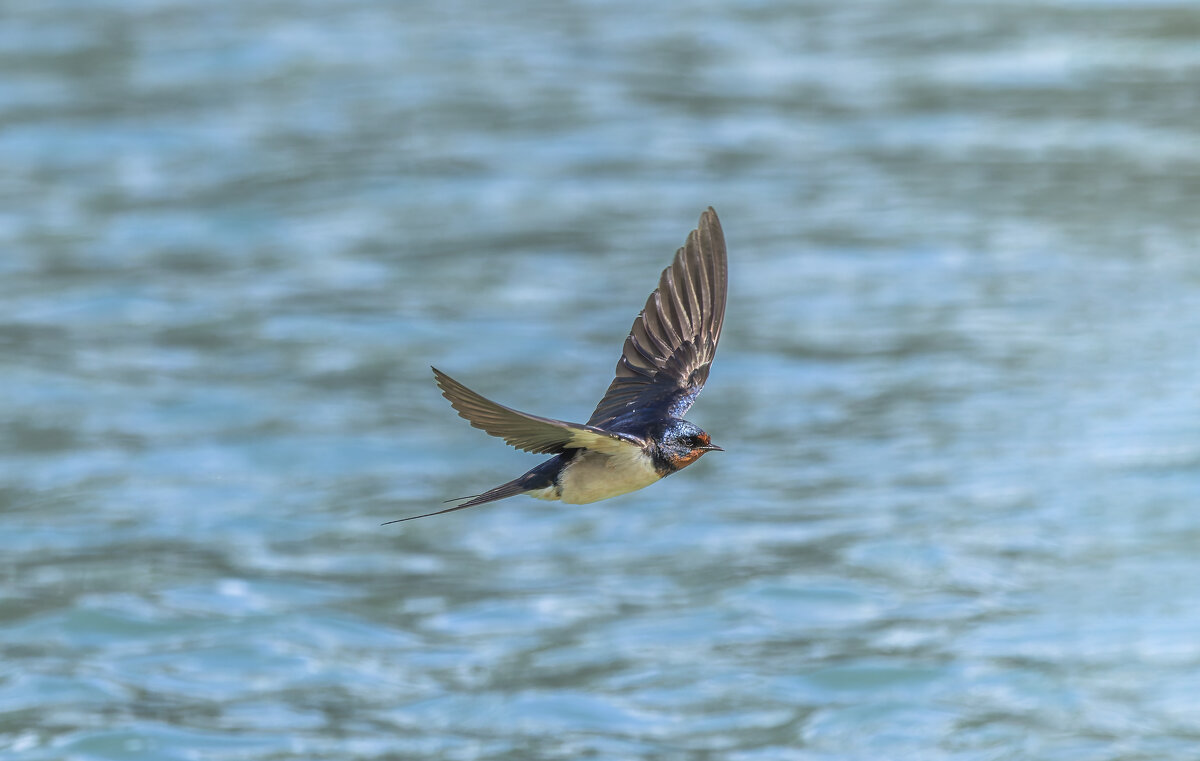 ласточка деревенская. - юрий макаров