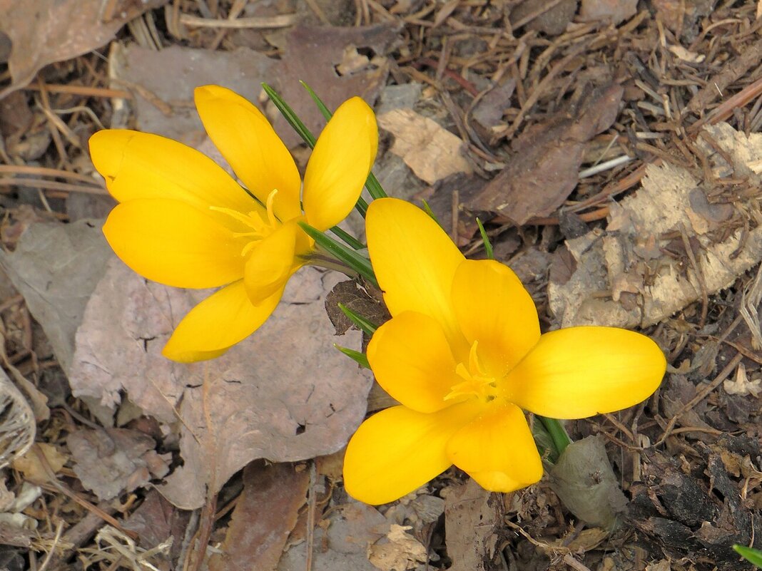 Крокусы - Лариса С.