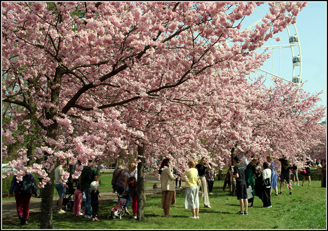 Сакура цветет.. - Aleksandr Gal