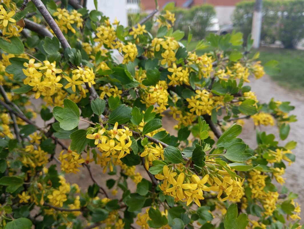 Весна идет - Елена Семигина