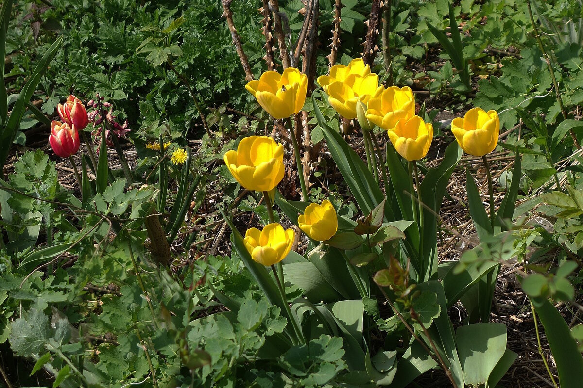 Первые тюльпаны - Рита Симонова