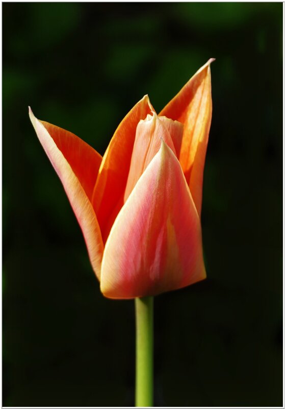 ТЮЛЬПАН... - Elvira E. 