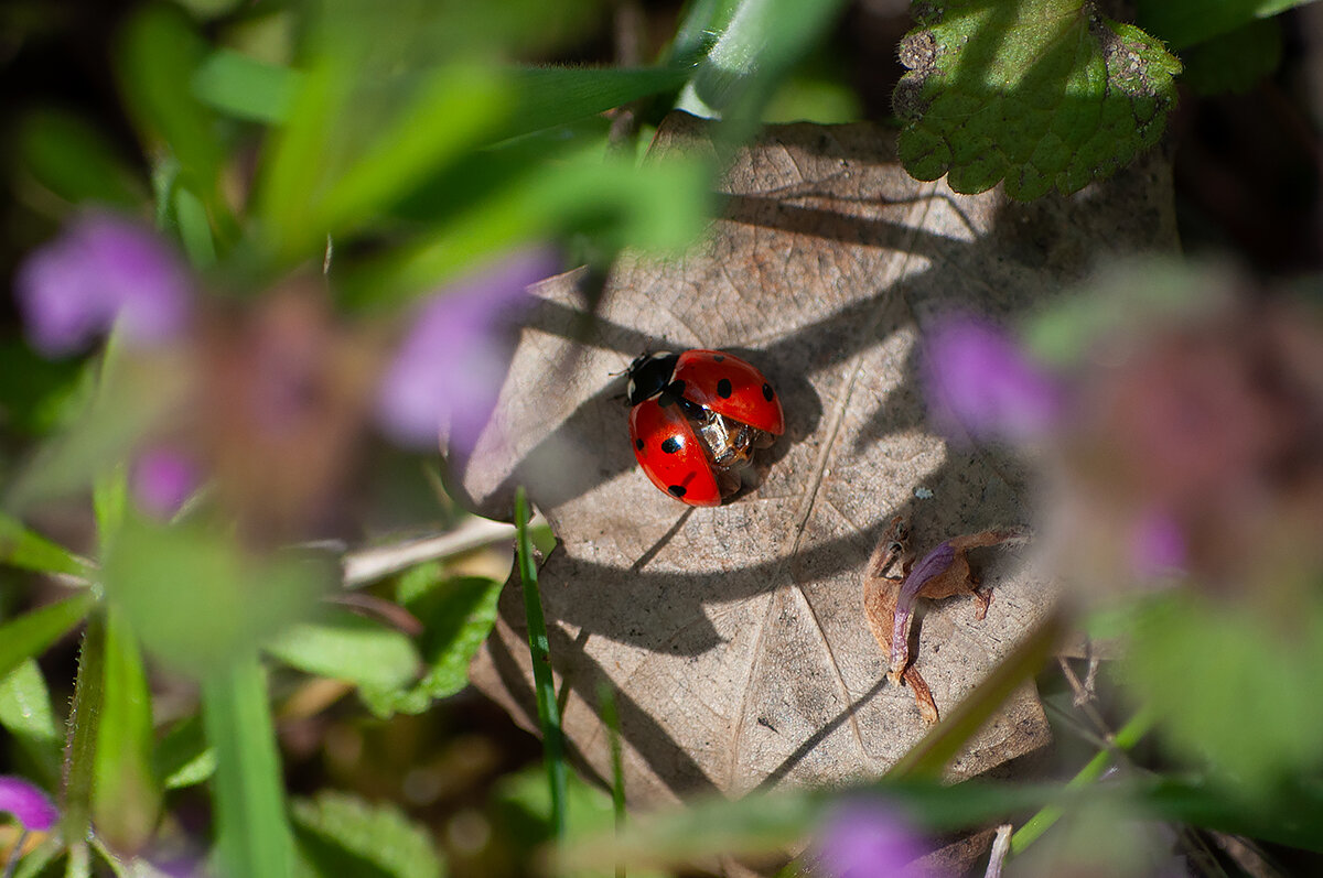 Коровка) - Алефтина 