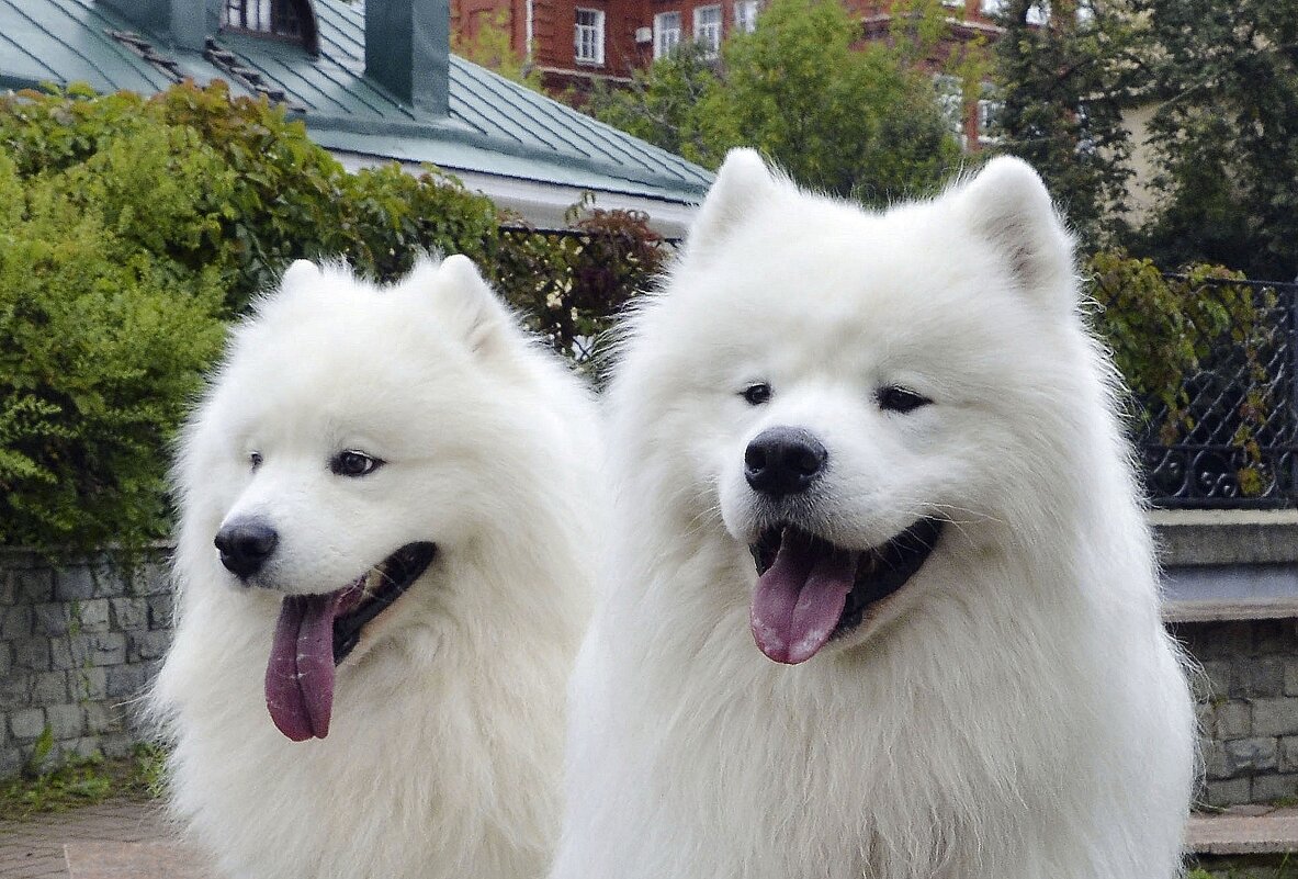 Самоеды - Олег 