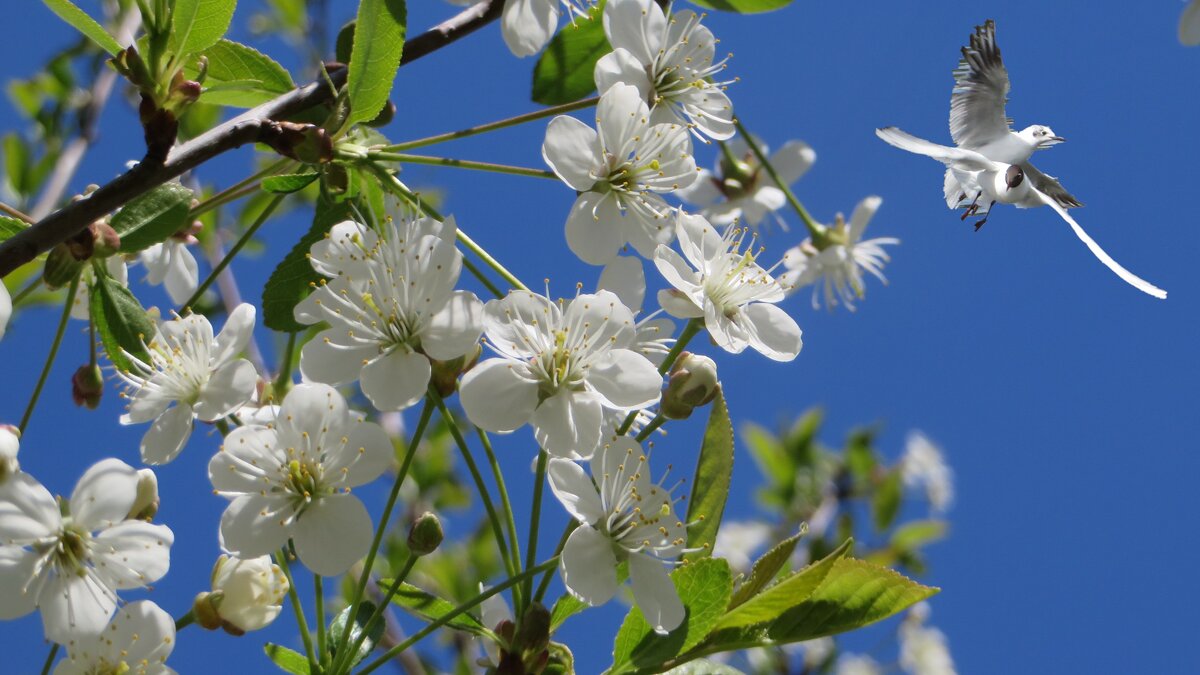 Цветущая весна - Ирина Олехнович