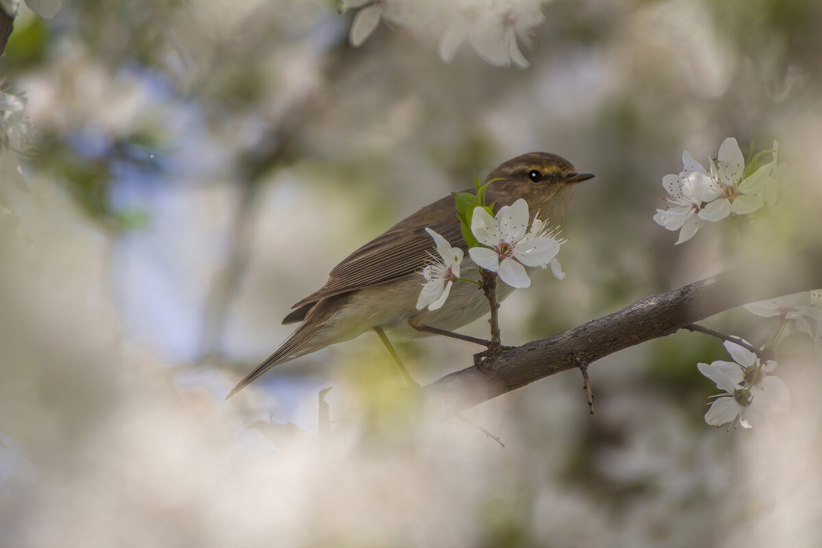 *** - Александр. AVG100 ---