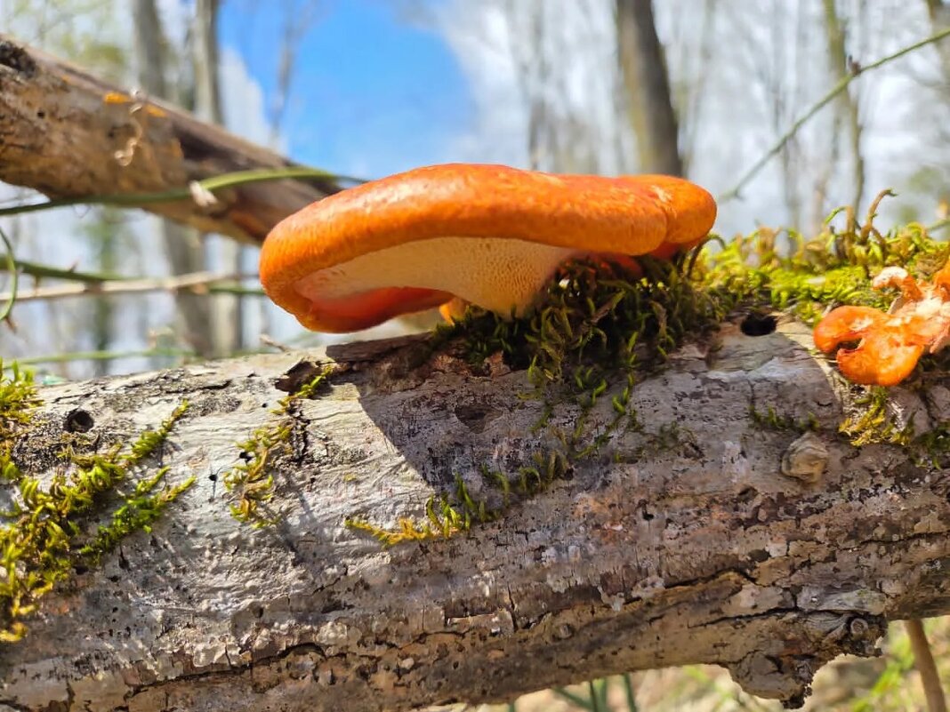 Пикнопорус киноварно-красный - Tata Wolf