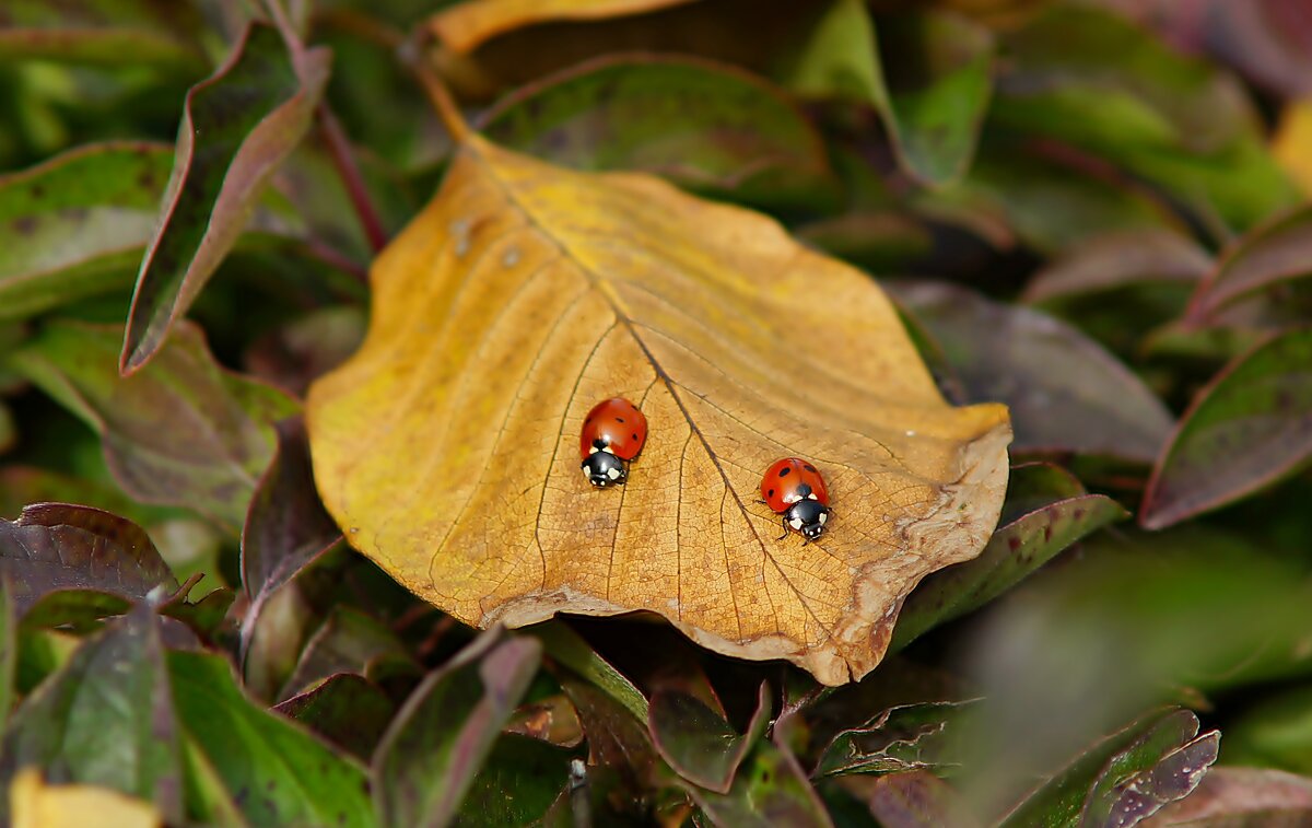 Сладкая парочка - Олег Кабанец