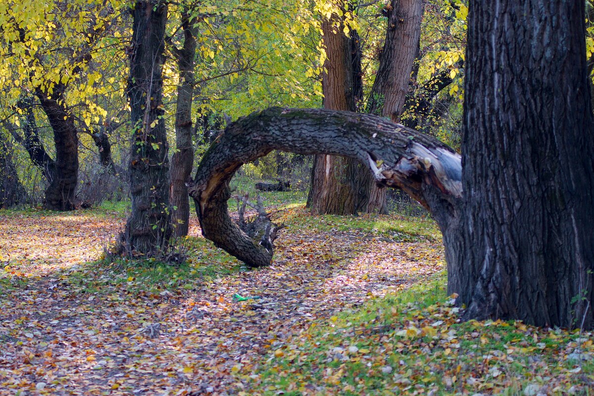 Лесными тропами - Олег Кабанец