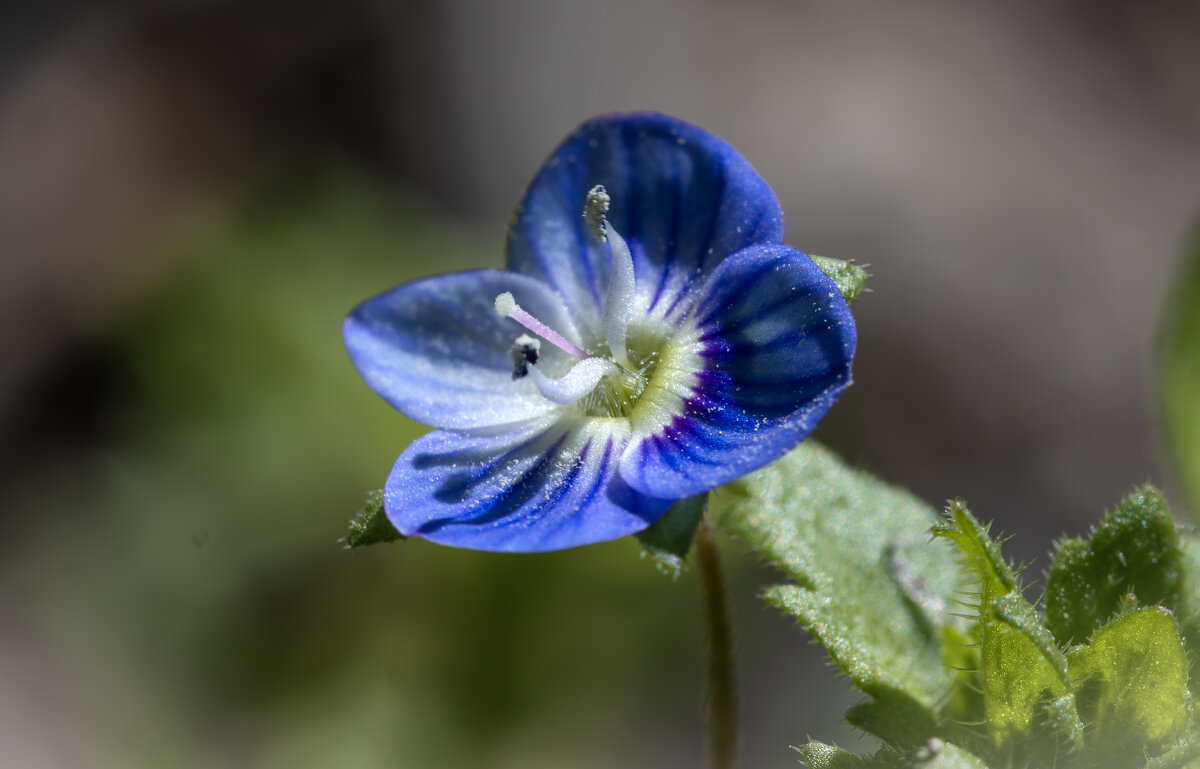 В горсти поляны спит Вероника... - Валерий Басыров