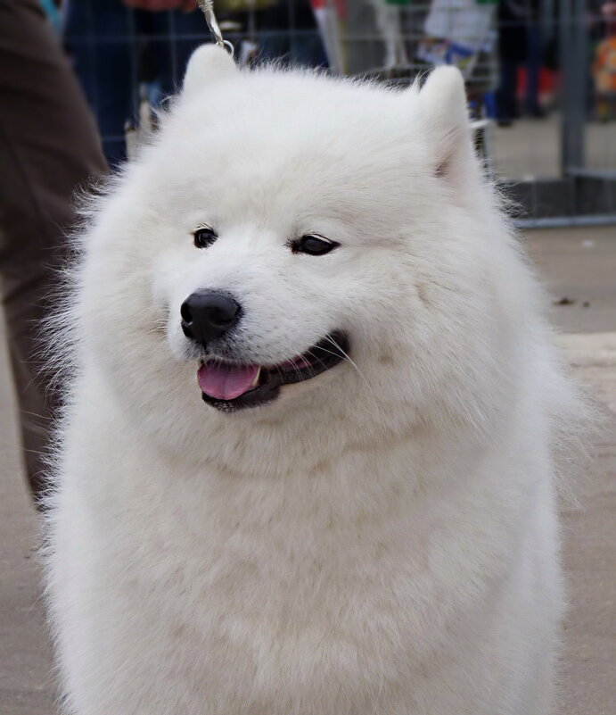 Улыбчивый... - Наталья Rosenwasser