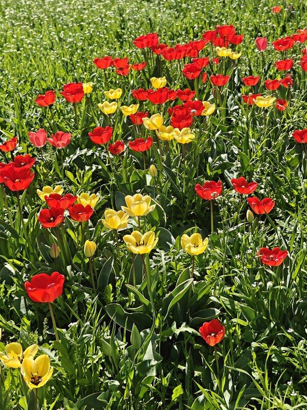 Ростовские зарисовки - Александр Гапоненко