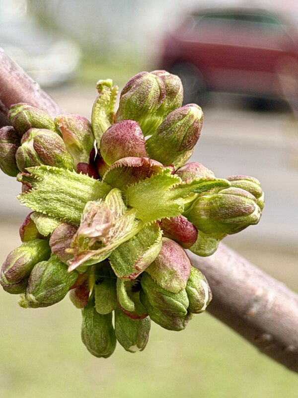 Черешня? - Pippa 