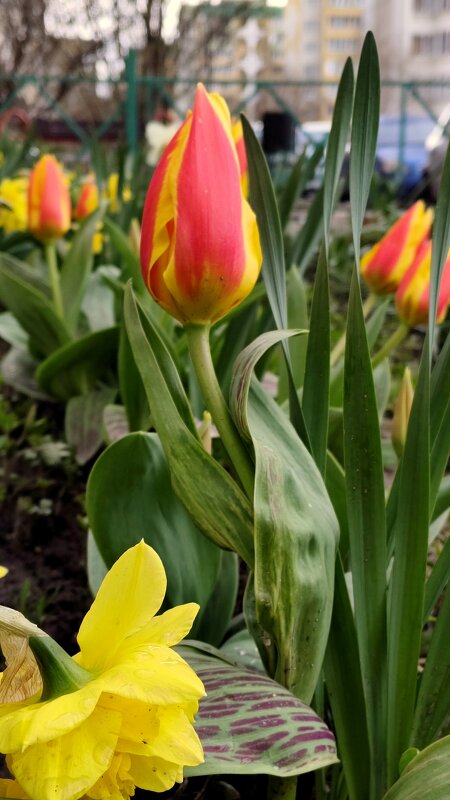 Чуют тепло... - Александр Кондаков