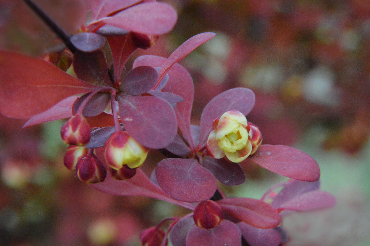 Зацветающий барбарис... - Надежда Куркина 