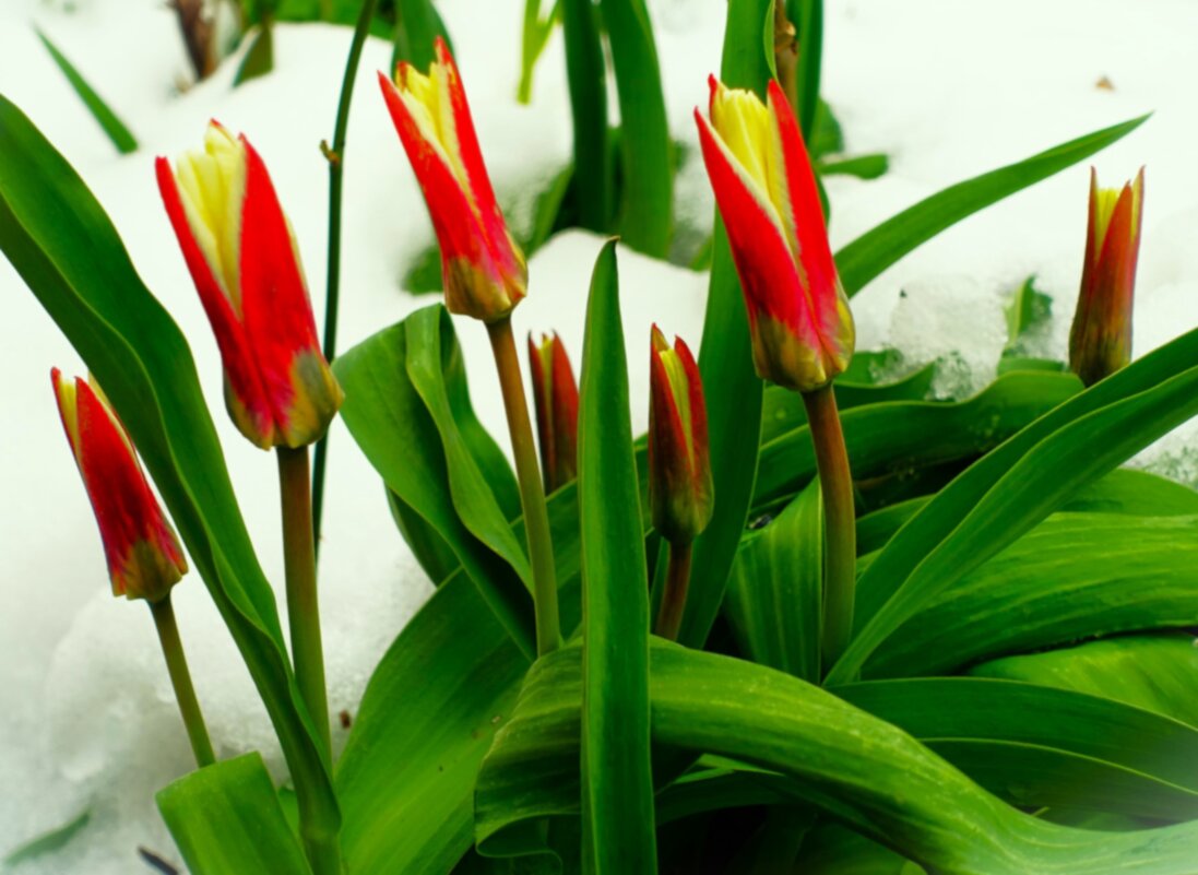 Пробиваются сквозь снег первые тюльпаны - Aida10 