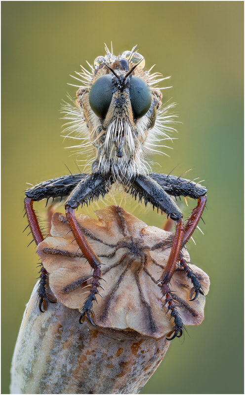 Ктырь.Robber fly. - Александр Григорьев