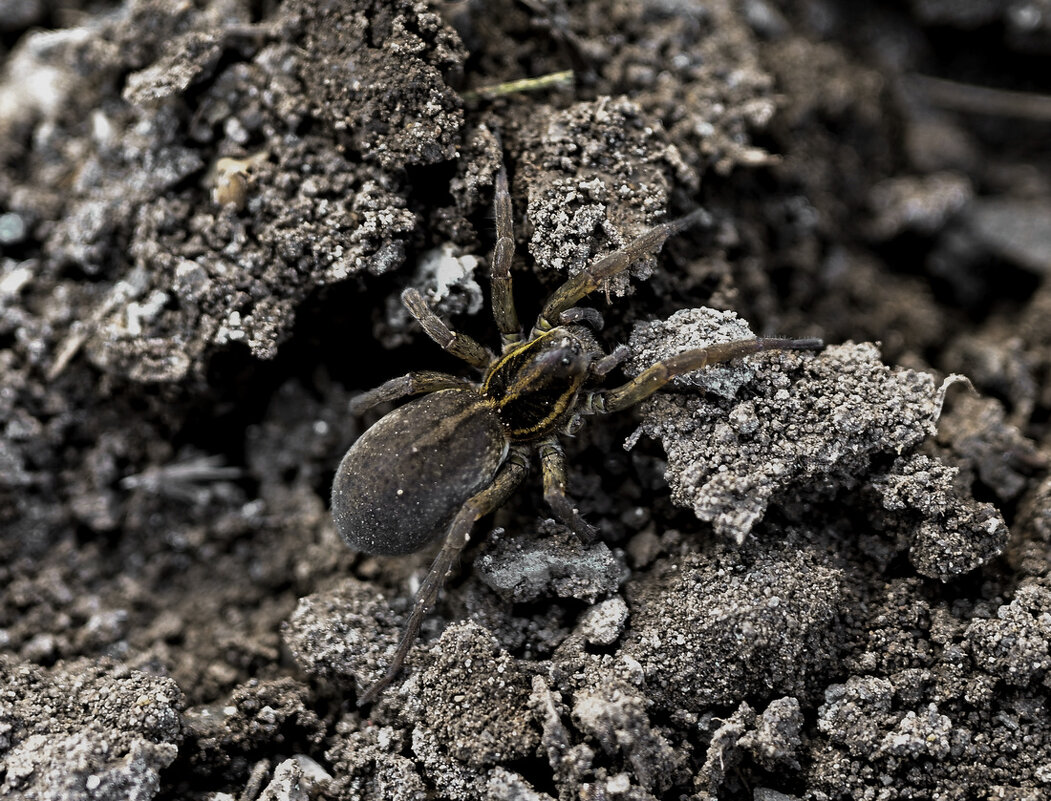 Трохоза полевая - Aleksandr .