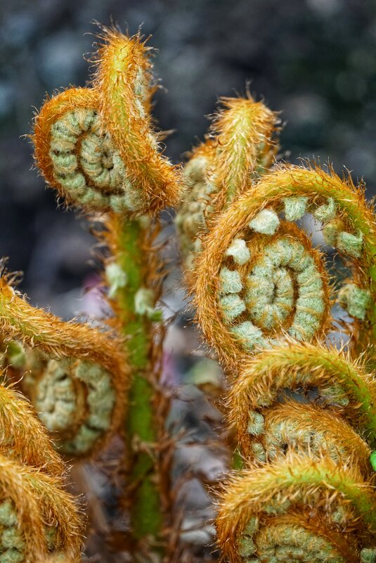Папоротник - александр 