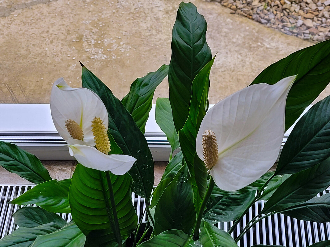 Спатифиллум - Татьяна Машошина